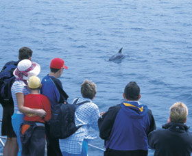 Dolphin Discovery Centre - Rental Cars 3