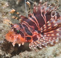 The Seaway Dive Site - Rental Cars