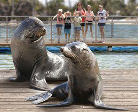 Australia's Sea World - Rental Cars 1