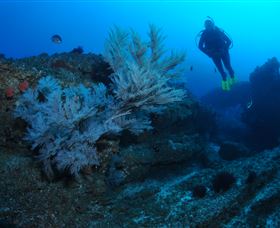Cherubs Cave Dive Site - Rental Cars 3