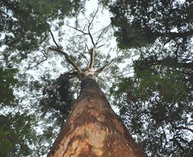 Bird Tree And Benaroon - Rental Cars 1