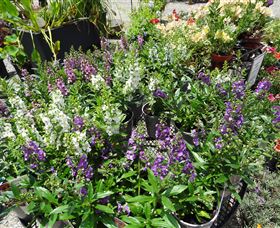 Abundance Lifestyle And Garden - Rental Cars 7