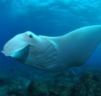 Manta Bommie Dive Site - Rental Cars