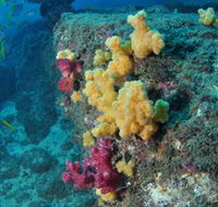 Shag Rock Dive Site - Rental Cars