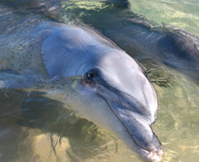 Dolphins Of Monkey Mia - Rental Cars 0