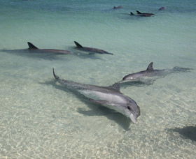 Dolphins Of Monkey Mia - Rental Cars 2