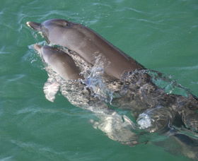 Dolphins Of Monkey Mia - Rental Cars 3