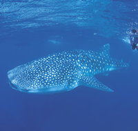 Ningaloo Reef - Rental Cars