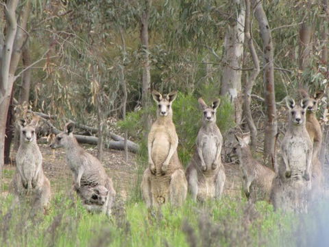 Echidna Walkabout Nature Tours - Rental Cars 15