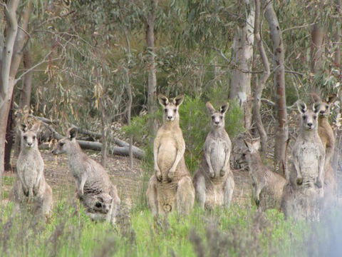 Echidna Walkabout Nature Tours - Rental Cars 16
