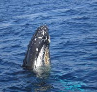 Jervis Bay Whales - Rental Cars
