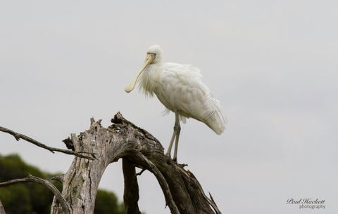 Melbourne Birding Tours - Rental Cars 6