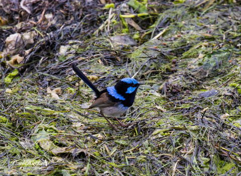 Melbourne Birding Tours - Rental Cars 7