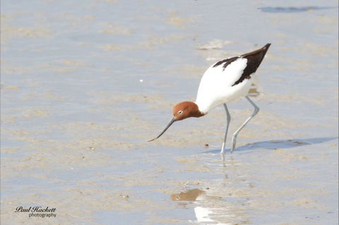 Melbourne Birding Tours - Rental Cars 14