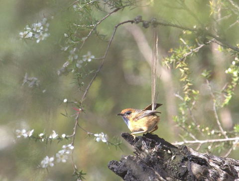 Melbourne Birding Tours - Rental Cars 15