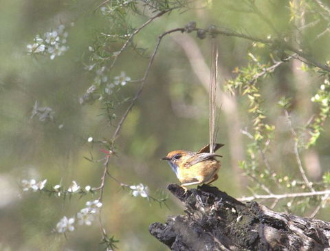 Melbourne Birding Tours - Rental Cars 17