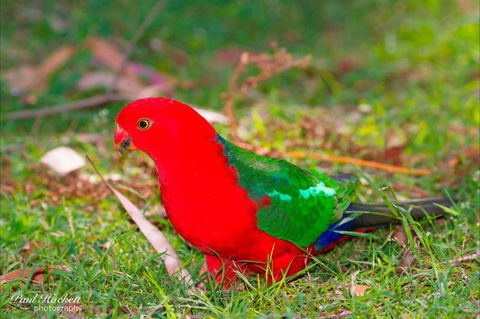 Melbourne Birding Tours - Rental Cars 19