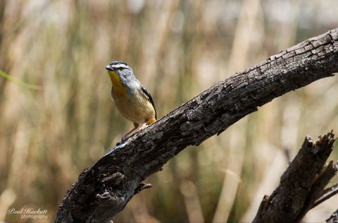 Melbourne Birding Tours - Rental Cars 22