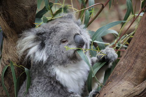 Oceania Tours And Safaris - Rental Cars 3