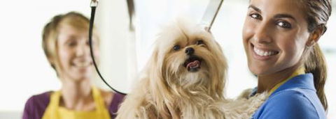 Port Stephens Pet Barn - Rental Cars 1