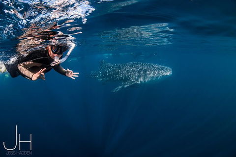 Deluxe WhaleShark Swim Tour On The Ningaloo Reef From Exmouth - Rental Cars 0