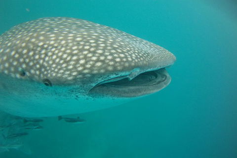 Deluxe WhaleShark Swim Tour On The Ningaloo Reef From Exmouth - Rental Cars 1