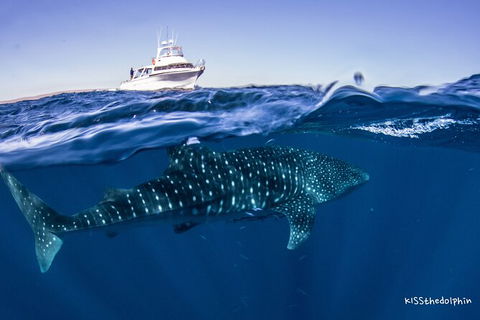 Deluxe WhaleShark Swim Tour On The Ningaloo Reef From Exmouth - Rental Cars 7