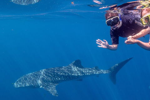 Deluxe WhaleShark Swim Tour On The Ningaloo Reef From Exmouth - Rental Cars 3