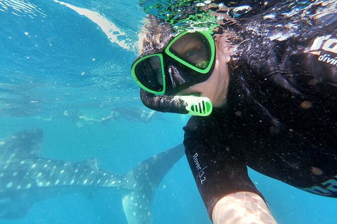 Deluxe WhaleShark Swim Tour On The Ningaloo Reef From Exmouth - Rental Cars 4