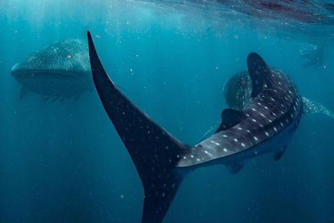 Ningaloo Whale Shark Swim On A Powerboat - Rental Cars 7