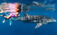 Ningaloo Whale Shark Swim On A Powerboat - thumb 4