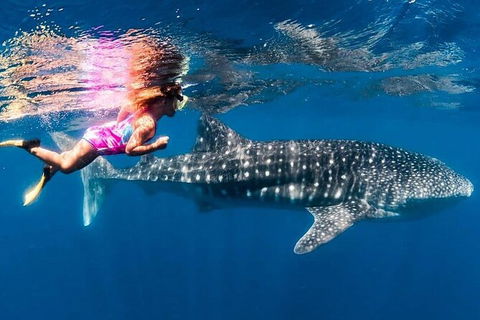 Ningaloo Whale Shark Swim On A Powerboat - Rental Cars 4