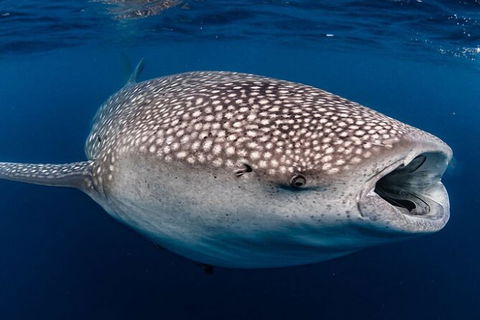 Ningaloo Whale Shark Swim On A Powerboat - Rental Cars 3