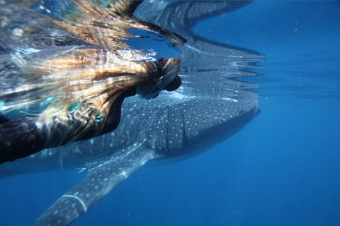 Ningaloo Whale Shark Swim On A Powerboat - Rental Cars 2