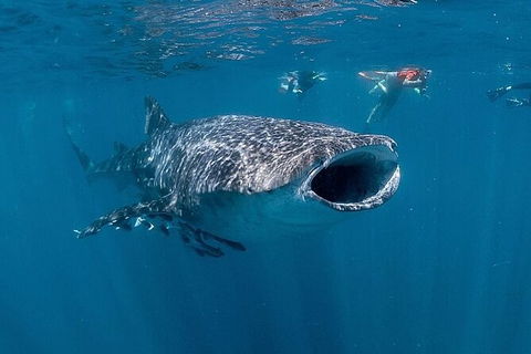Ningaloo Whale Shark Swim On A Powerboat - Rental Cars 6