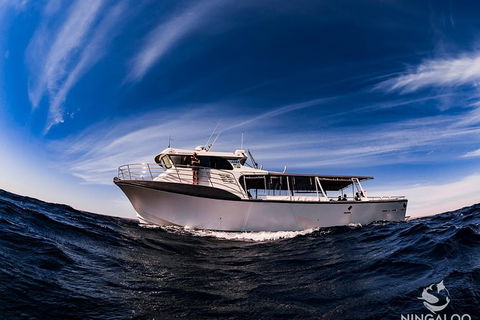 Ningaloo Whale Shark Swim On A Powerboat - Rental Cars 5