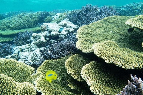 Abrolhos Islands Scenic Flight & Snorkel Adventure From Perth - Rental Cars 3