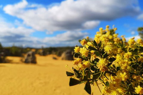 Pinnacles, Lancelin, Yanchep National Park Day Tour (Fish & Chip Lunch) - Rental Cars 1
