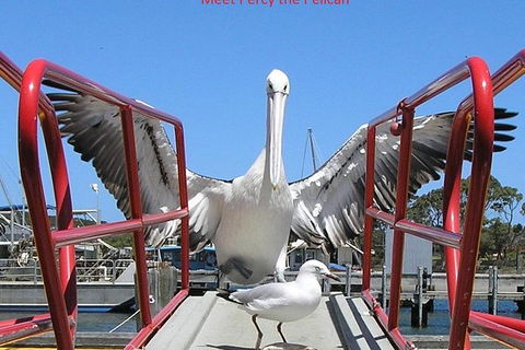 Kalgan Queen Scenic Cruises A Four Hour Sheltered Water Wildlife Tour Daily Fun. - Rental Cars 4