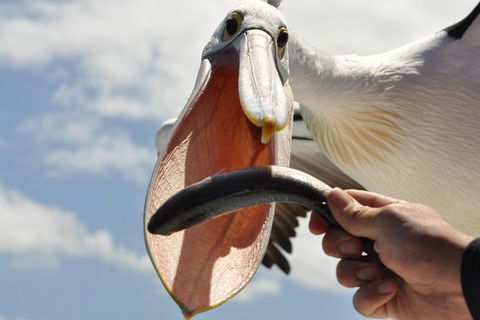 Kalgan Queen Scenic Cruises A Four Hour Sheltered Water Wildlife Tour Daily Fun. - Rental Cars 5