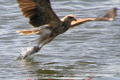 Kalgan Queen Scenic Cruises A Four Hour Sheltered Water Wildlife Tour Daily Fun. - Rental Cars 6
