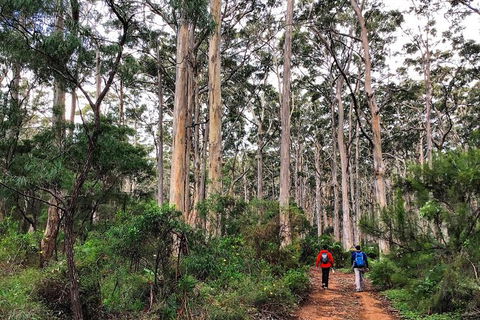Guided Walks On The Cape To Cape - Redgate Beach To Boranup Forest - Rental Cars 2