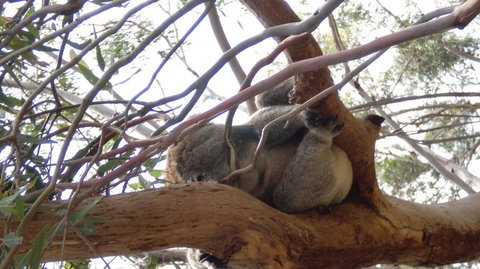 Phillip Island 3 Park Pass: Penguin Parade, Koala Conservation Centre And Penguin Parade, Koala ConservationHeritage Farm - Rental Cars 4