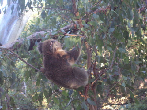 Phillip Island 3 Park Pass: Penguin Parade, Koala Conservation Centre And Penguin Parade, Koala ConservationHeritage Farm - Rental Cars 2