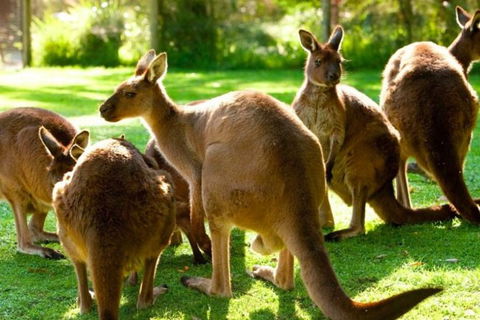 Steam Train, Yarra Valley & Healesville Wildlife Sanctuary Full Day Tour - Rental Cars 1