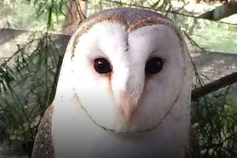 Steam Train, Yarra Valley & Healesville Wildlife Sanctuary Full Day Tour - Rental Cars 5