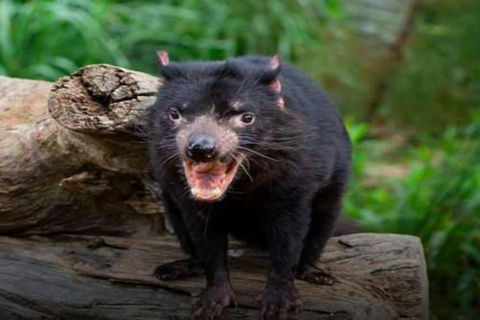 Steam Train, Yarra Valley & Healesville Wildlife Sanctuary Full Day Tour - Rental Cars 8