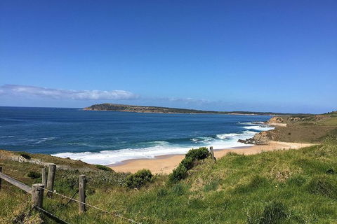 Phillip Island, George Bass Coastal Walk And Penguins Tour - Rental Cars 3