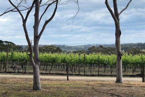 Small Public Car Yarra Valley Scenic Tour 2 Course Lunch, Wine, Cheese - Rental Cars 1