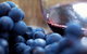Ultimate Mornington Peninsula Food And Wine Small Group Tour - thumb 1